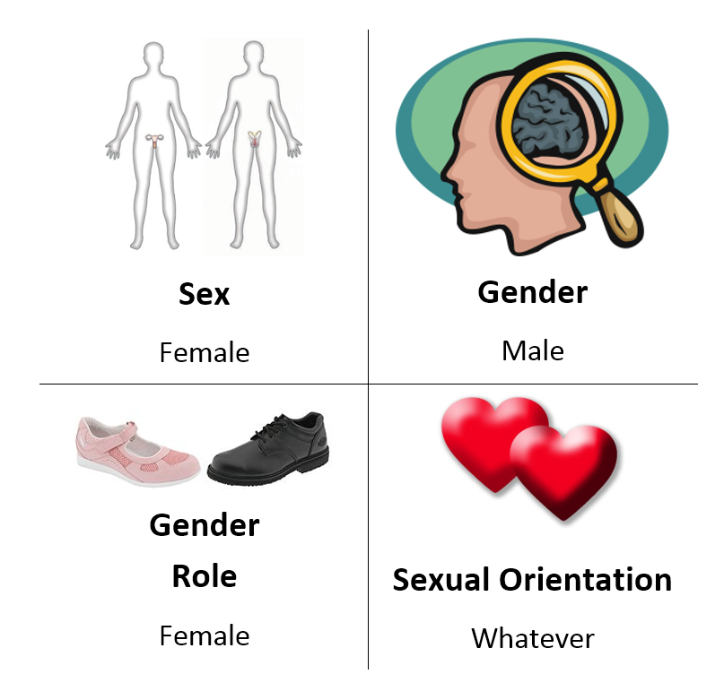 Pre-op FtM transsexual